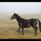 dans la brume matinale...