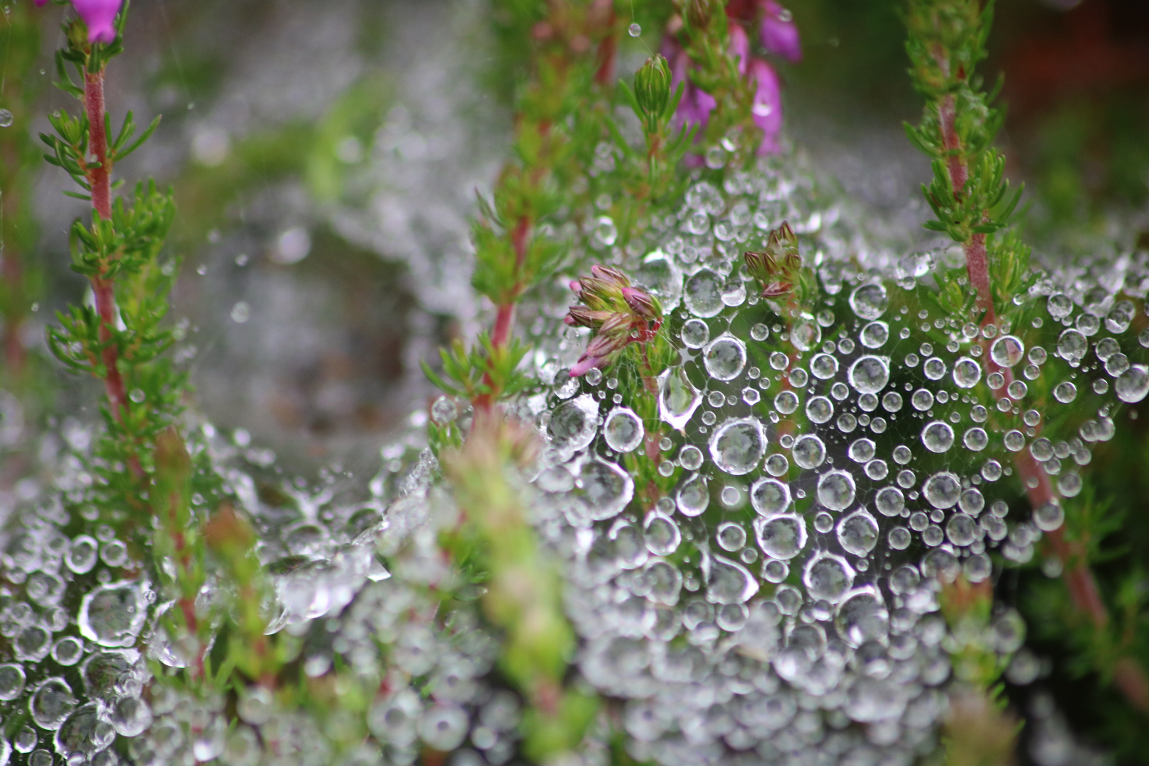 Dans la bruyère photo et image nature, macro, fleurs Images
