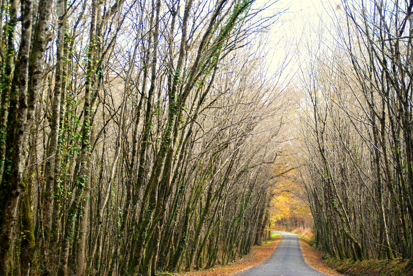 Dans la campagne...