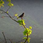 Dans la campagne ardéchoise