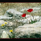 dans la campagne jordanienne