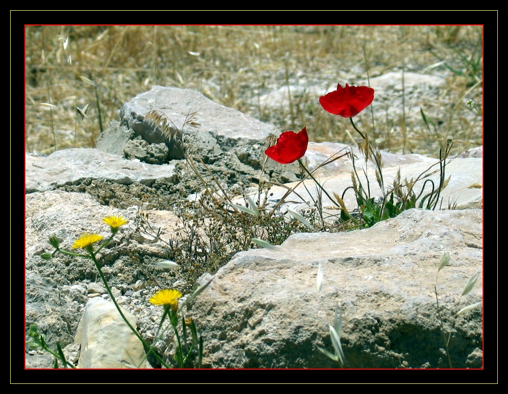 dans la campagne jordanienne