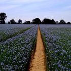 Dans la campagne Normande 