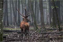 Dans la coupe forestière.