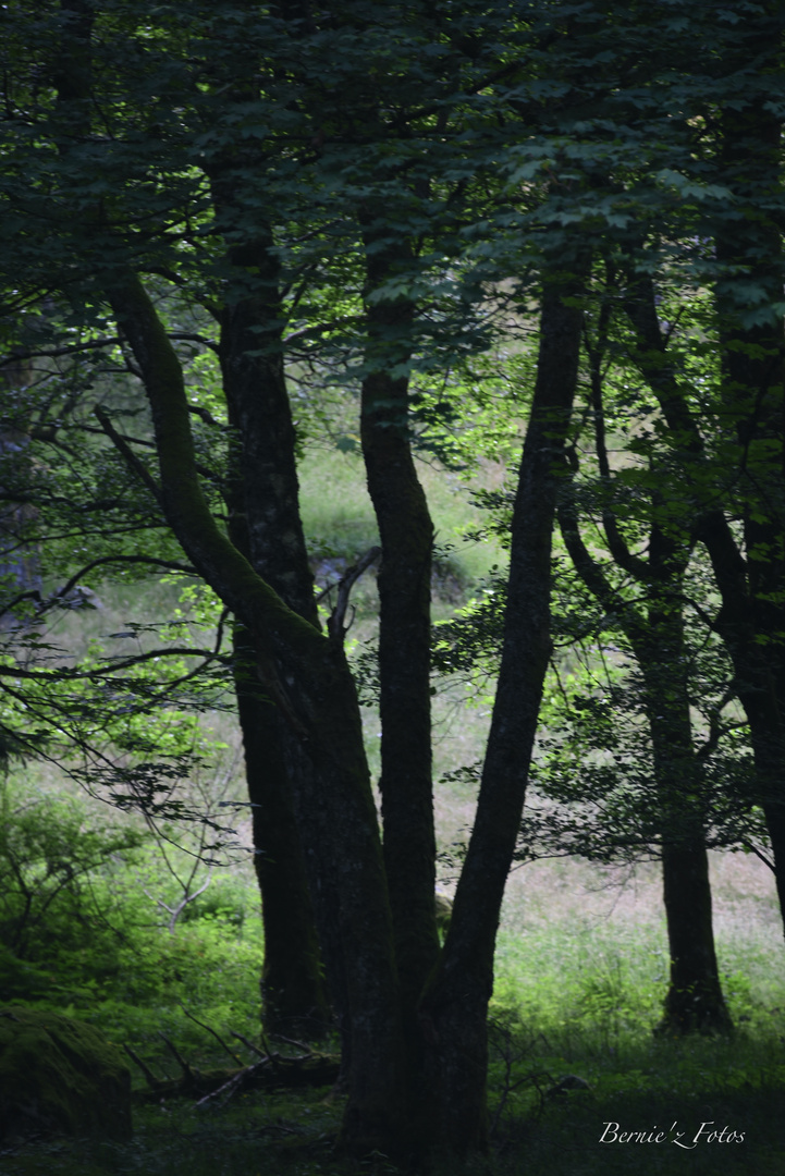 Dans la douceur de la forêt