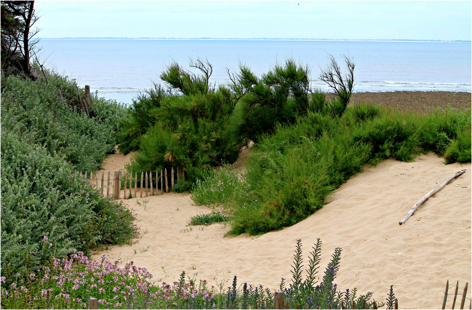 * Dans la Dune *