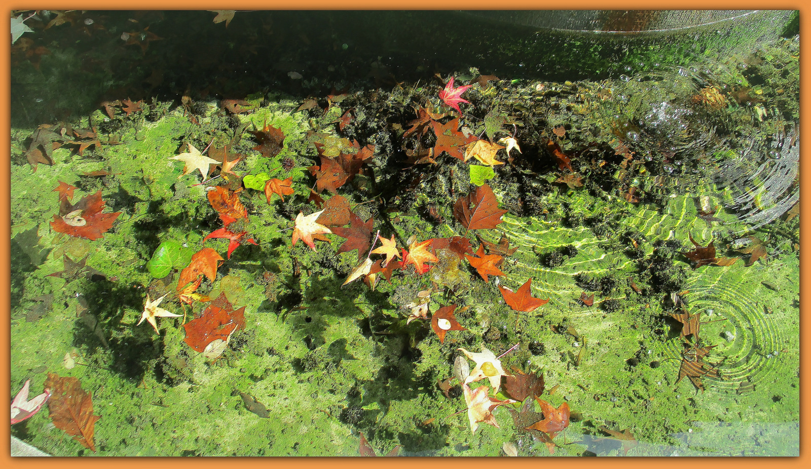 Dans la fontaine...