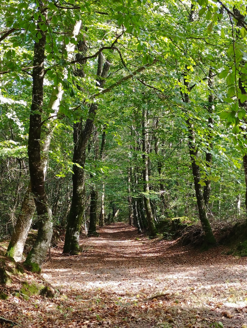 Dans la forêt ....