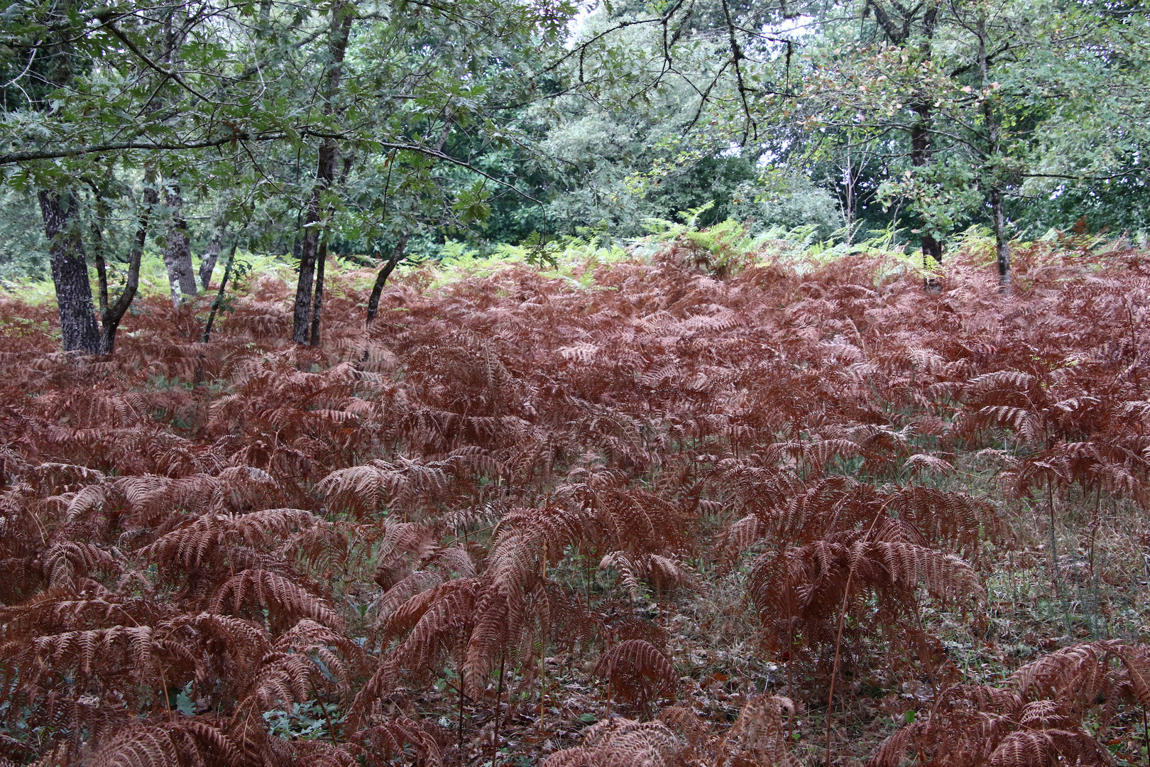 dans la forêt !