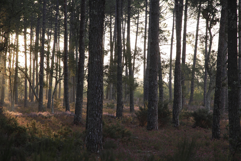 dans la forêt !!!