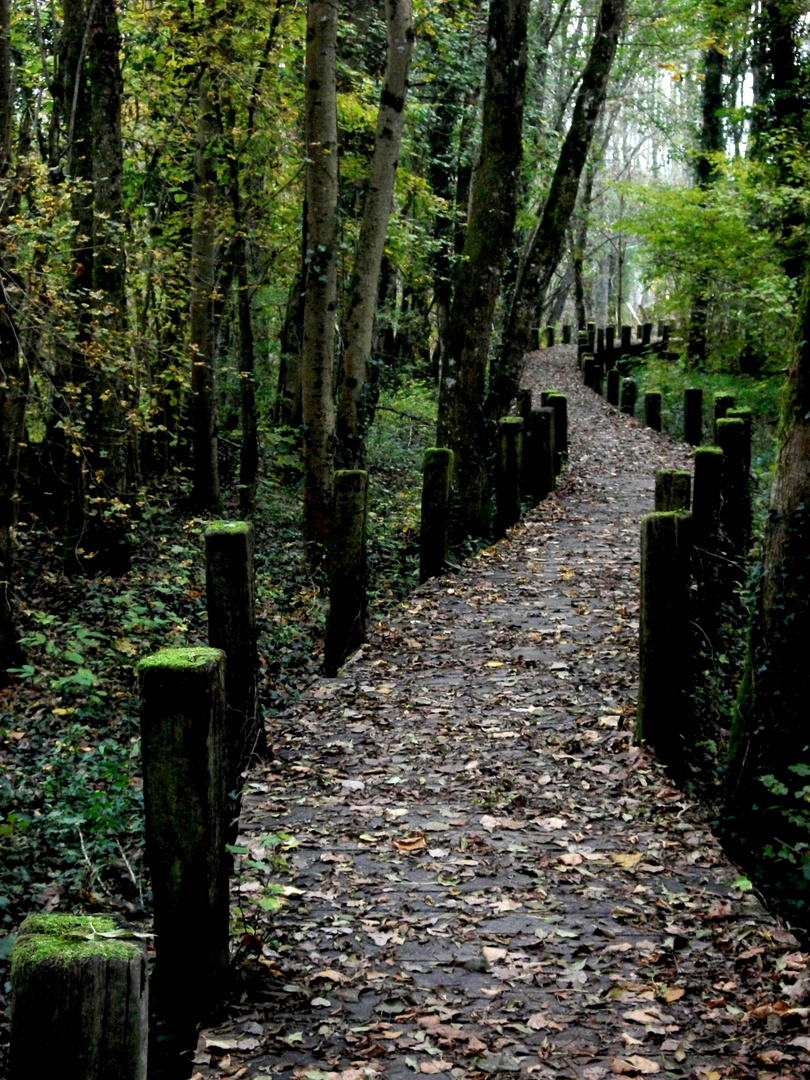 Dans la forêt