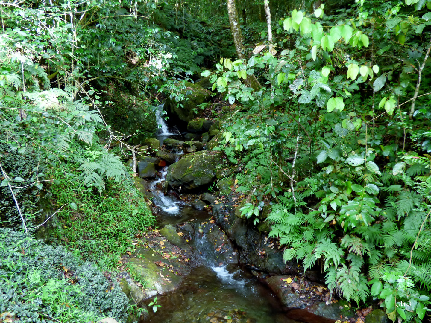 Dans la forêt 