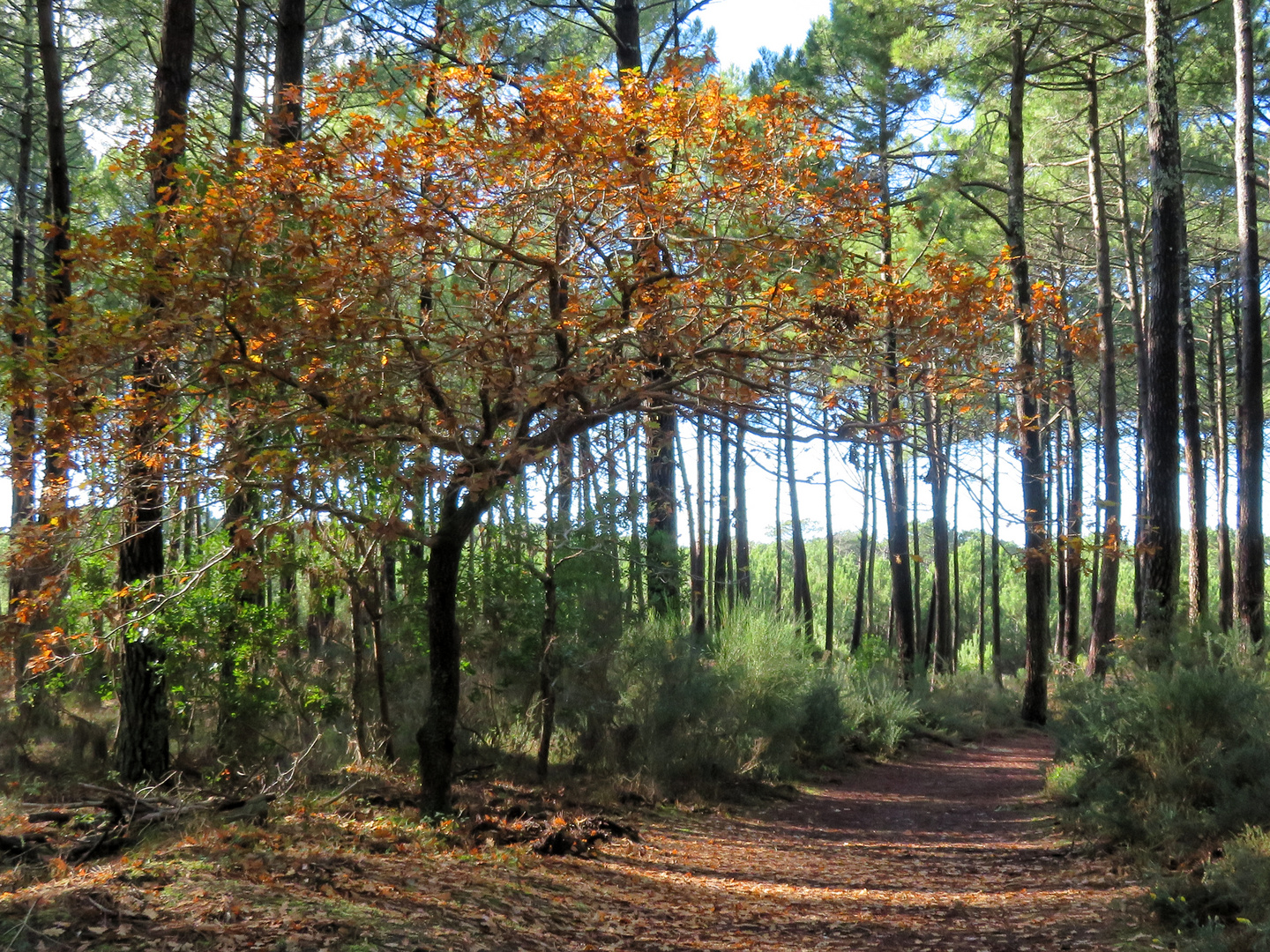 dans la forêt !