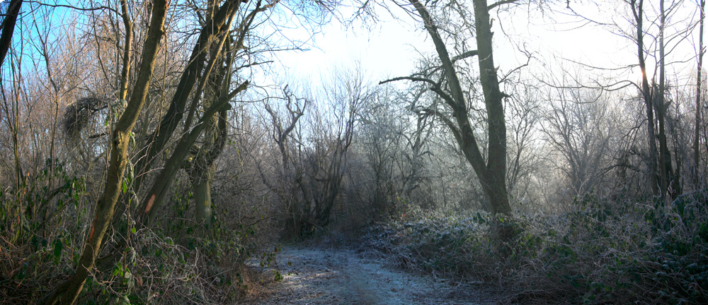 Dans la forêt.....