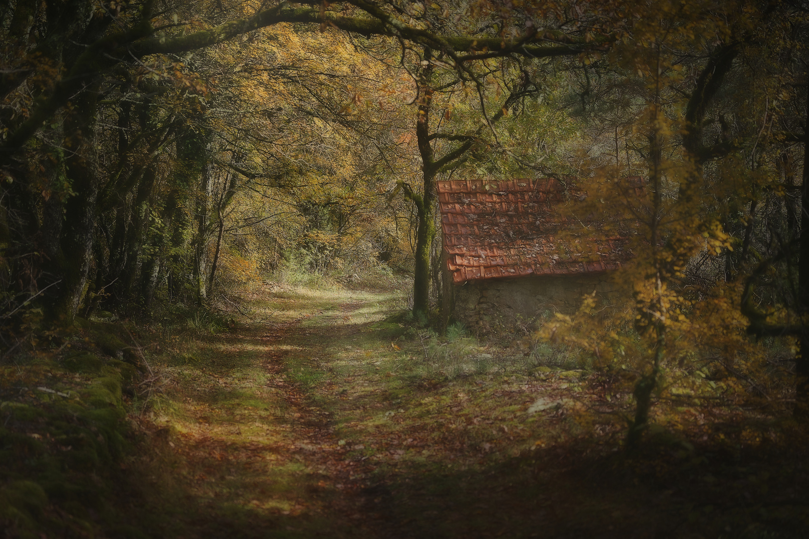 Dans la forêt de Pezuls