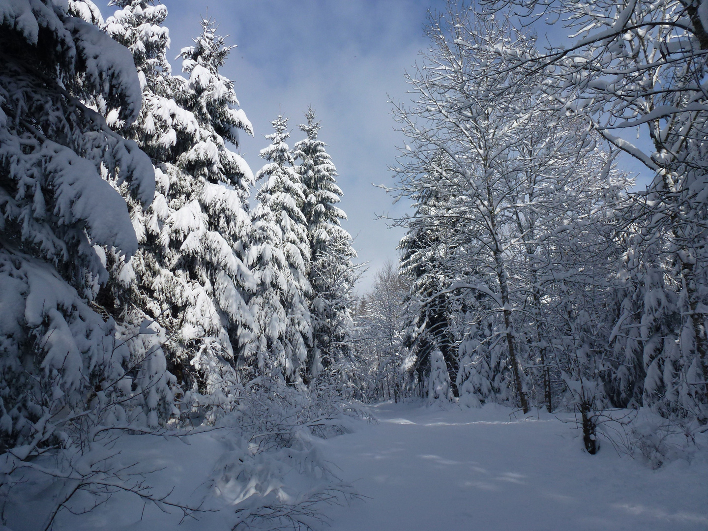 Dans la forêt des Bois du Jorat (Suisse - Vaud)