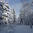 Dans la forêt des Bois du Jorat (Suisse - Vaud)