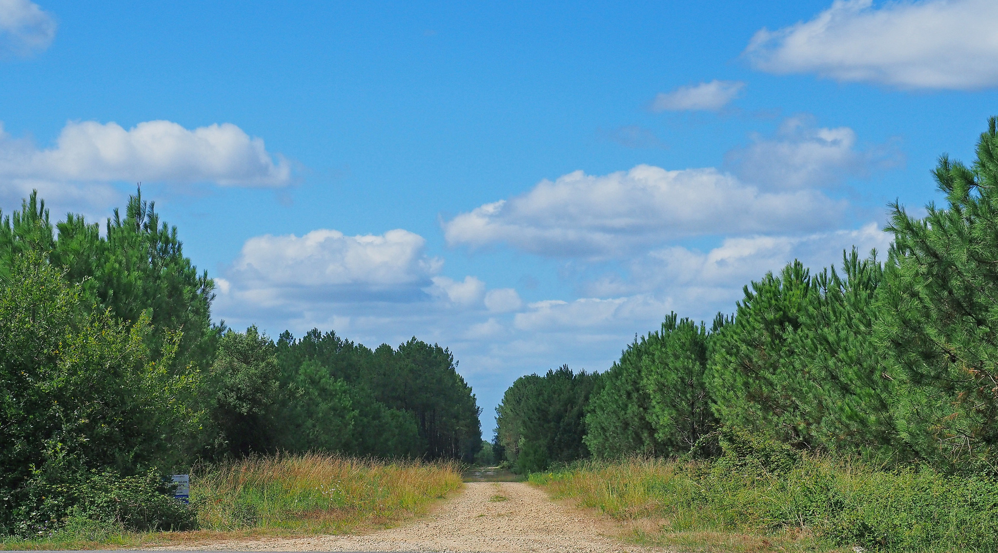 Dans la forêt des Landes