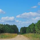 Dans la forêt des Landes