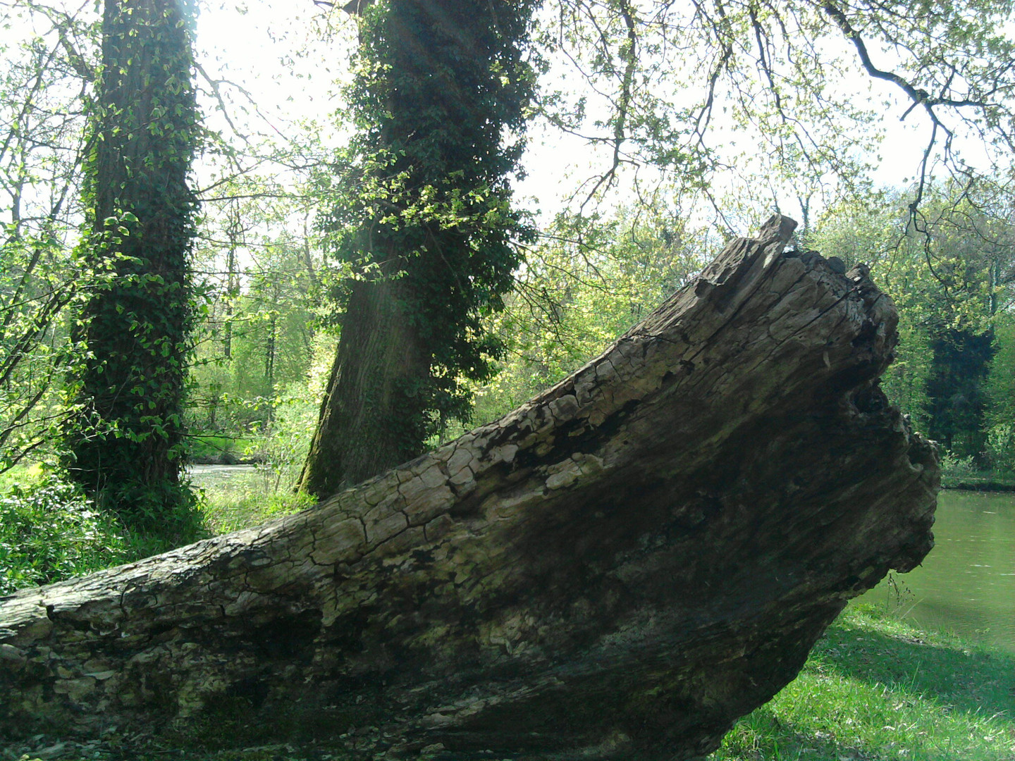 Dans la forêt Dommaniale de Bonsecours