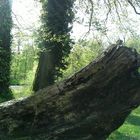 Dans la forêt Dommaniale de Bonsecours