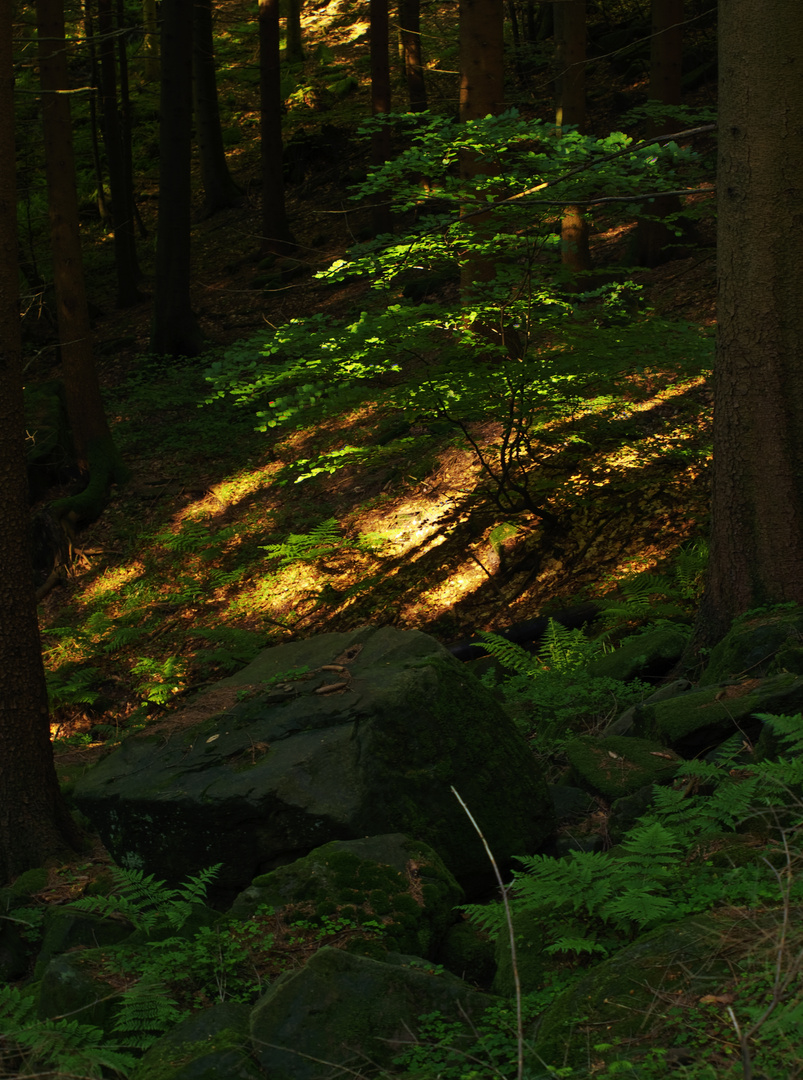 dans la forêt