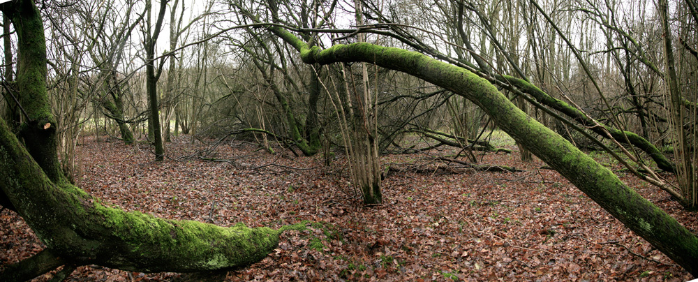 dans la forêt...