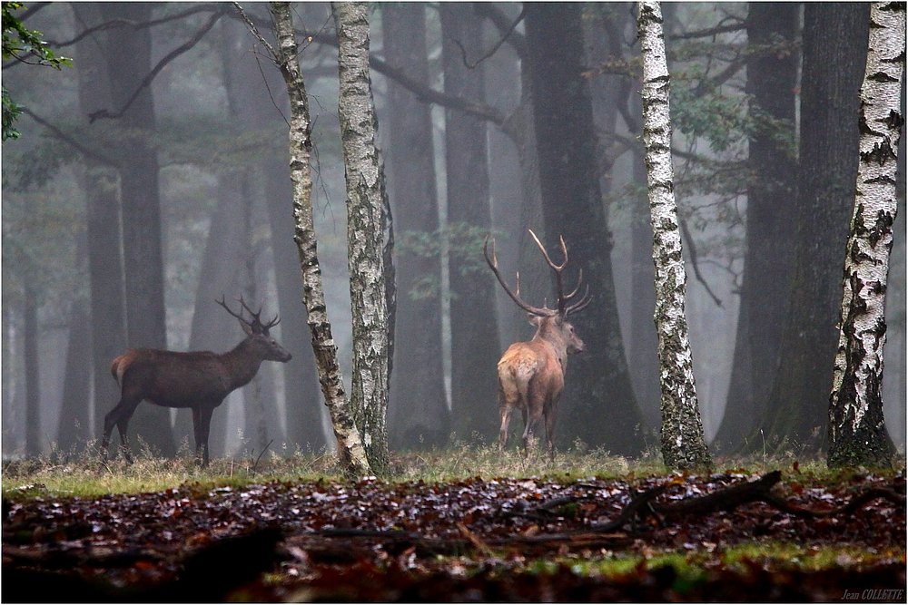 " Dans la forêt embrumée "