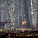 " Dans la forêt embrumée "