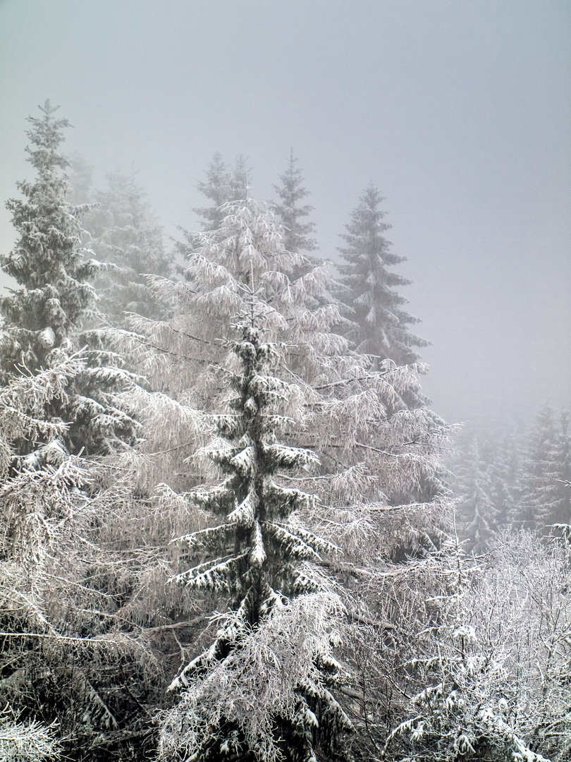 Dans la forêt hivernale - Im Winterwald