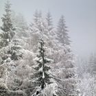 Dans la forêt hivernale - Im Winterwald