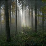 Dans la forêt lointaine