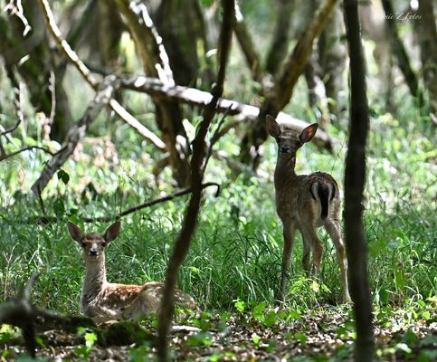 Dans la forêt profonde