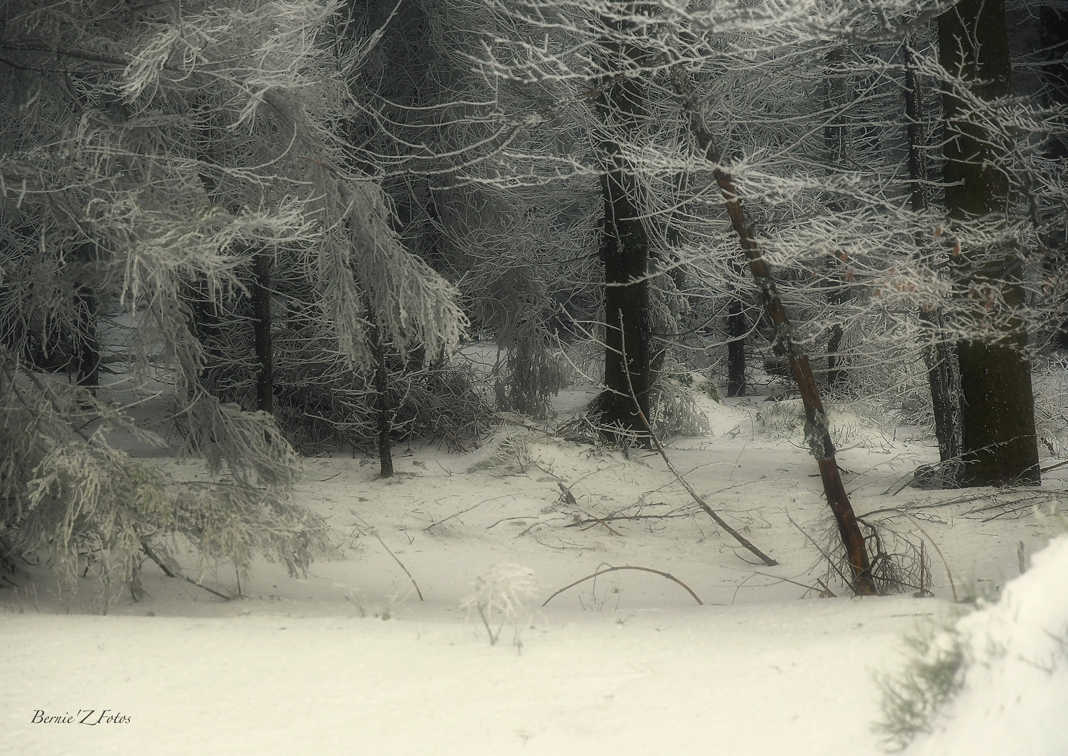 Dans la forêt profonde