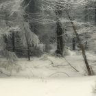 Dans la forêt profonde