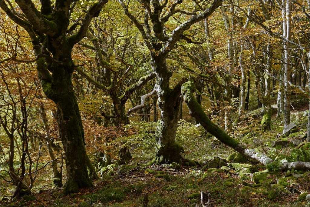 Dans la forêt profonde