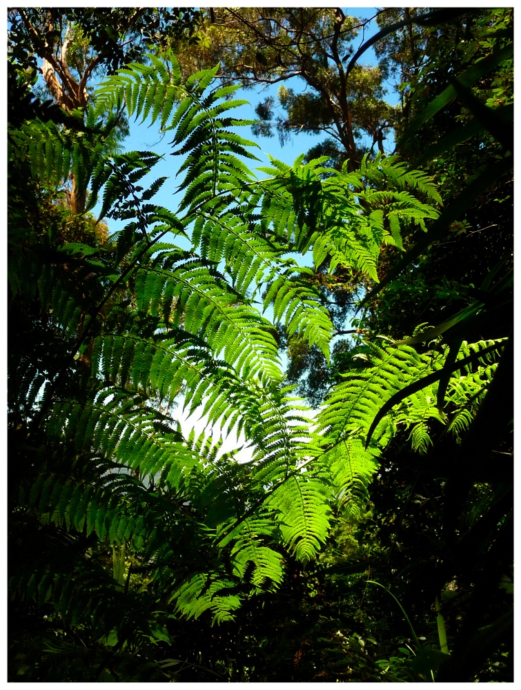 Dans la forêt vierge