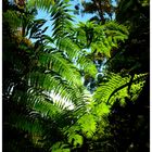 Dans la forêt vierge