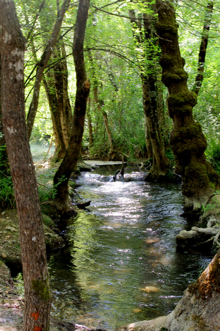 dans la fraicheur des grands arbres ....