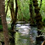 dans la fraicheur des grands arbres ....