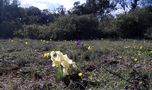 Dans la garrigue, cet après-midi ..... de Dream30 