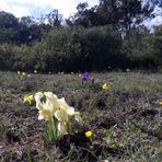 Dans la garrigue, cet après-midi .....