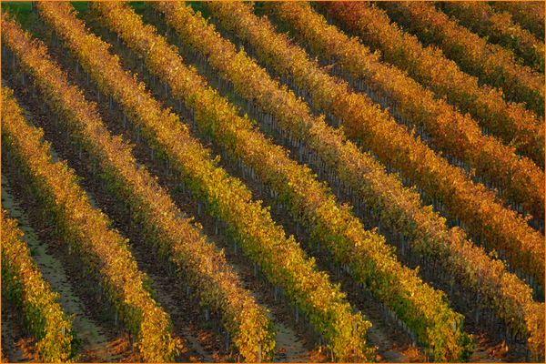 dans la lumière rasante  du soleil couchant .....