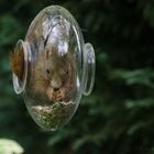 Dans la mangeoire aux oiseaux