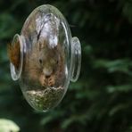 Dans la mangeoire aux oiseaux