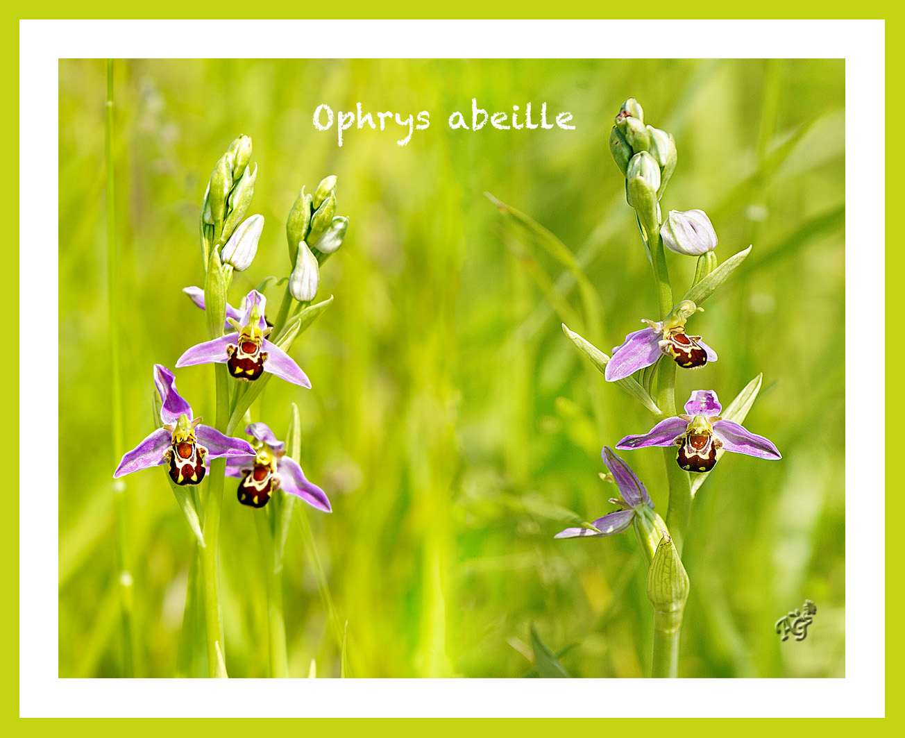 Dans la nature, l'ophrys abeille....