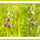 Dans la nature, l'ophrys abeille....