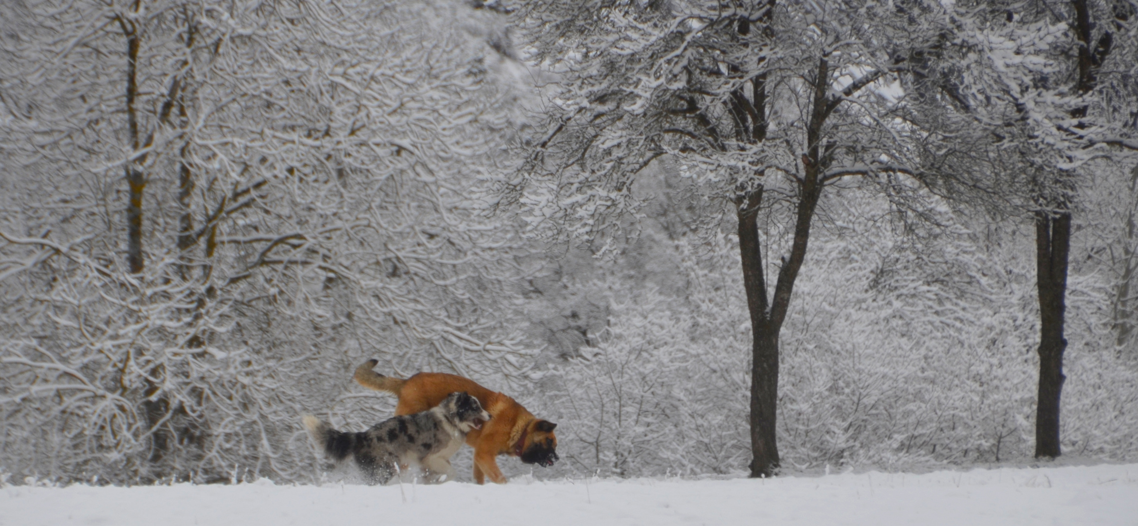 * dans  la neige *