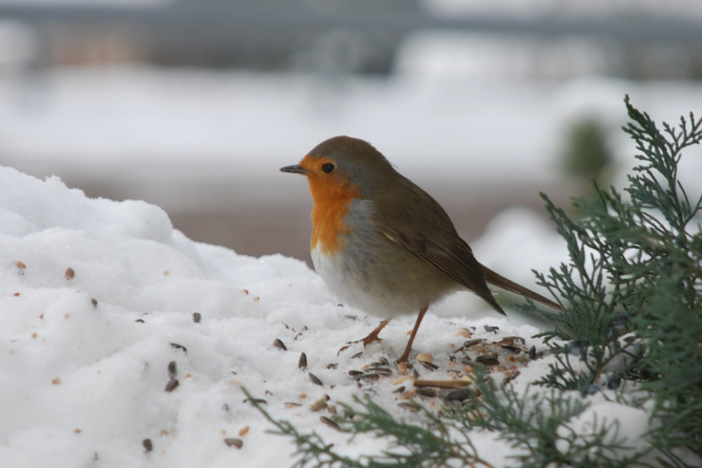 Dans la neige