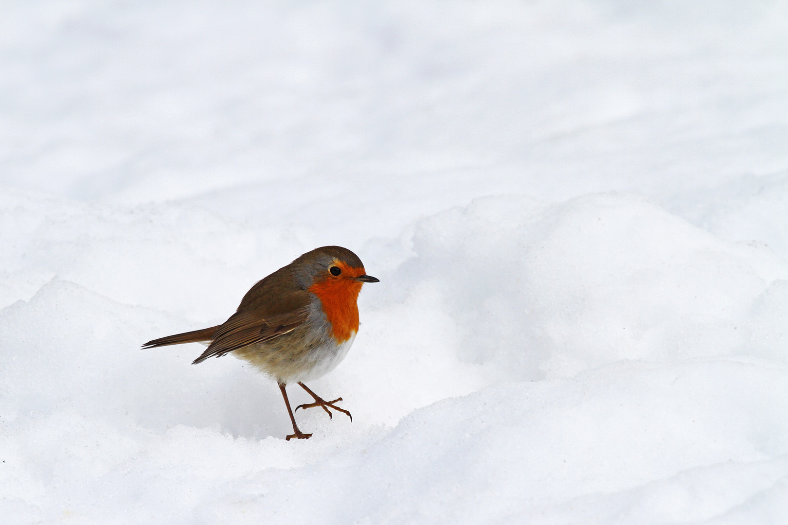 Dans la neige ...